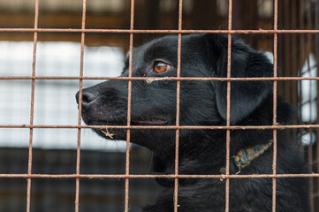 Dog in animal shelter waiting for adoption. Canine behind bars. Dogs gaze through a metal fence