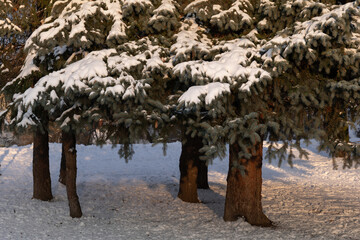Spruce Trees Covered In Snow - 745864154
