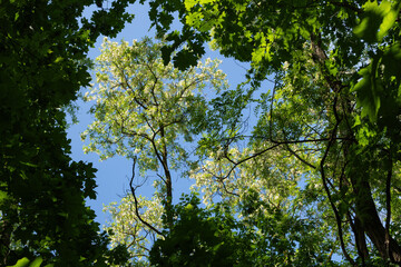 Robinia Pseudoacacia Trees In Spring - 745864501