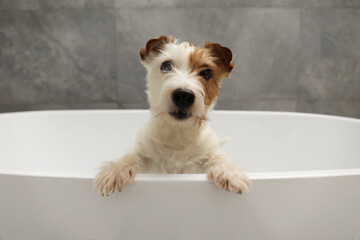 Portrait of cute dog in bath tub indoors