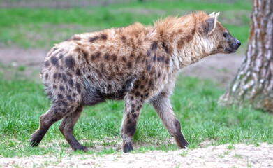 Spotted hyena (Crocuta crocuta), walking in nature