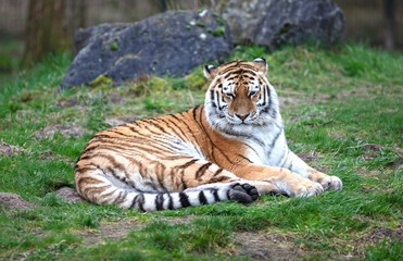 Amour tiger on the green grass