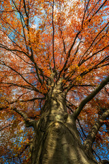 Majestic Copper Beech Tree In Spring - 745864732