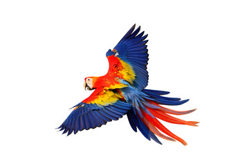 Colorful flying Scarlet Macaw parrot isolated on transparent background png file