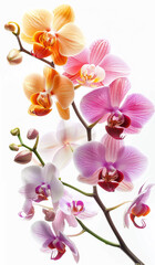 Naklejka na ściany i meble Orchid flowers. Different shapes and colors. Neutral background place for advertising.