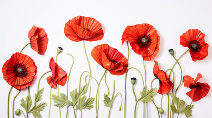 Blossoming poppies on a white background. Neutral background space for copyright.