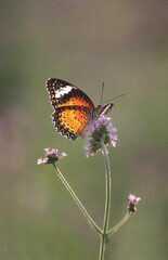 Small butterfly beautiful with flower close up blur background