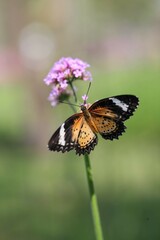 Small butterfly beautiful with flower close up blur background