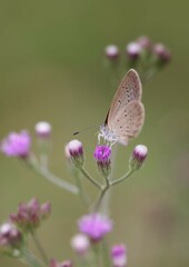 Small butterfly beautiful with flower close up blur background