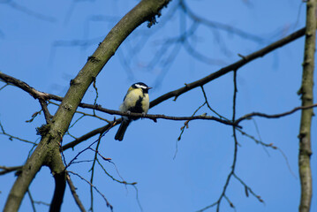 Great tit (Parus major) sitting in a tree in Zurich, Switzerland