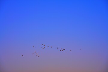 birds in sunset