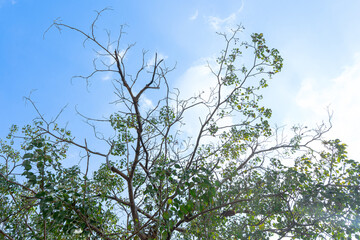 Sky-Brushed Tree: Nature's Canopy in Summer, where branches and leaves dance beneath the blue sky, creating a beautiful outdoor landscape filled with green foliage and sunlight