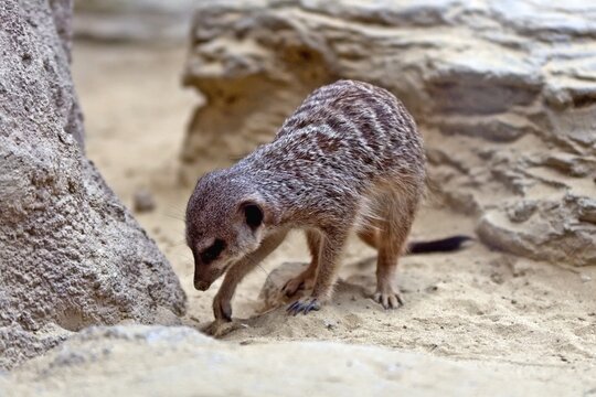 Meerkat digging on ground. Horizontal image with selective focus.