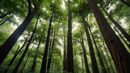 Deurstickers bamboo forest © Shafiq