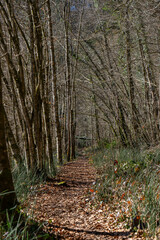 path through the tress of a forest