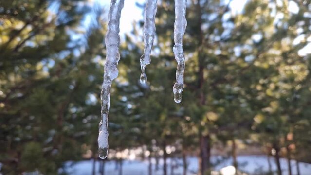 As icicles thaw signaling springs onset witness natures transformation. Dripping of icicles signifies changing season as winter recedes and spring emerges. Melting sleet and icicles mark transition