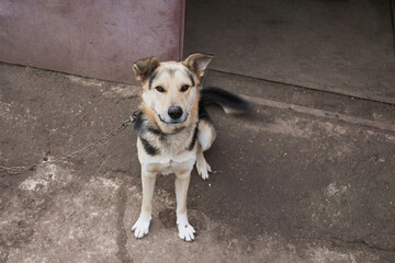 Close-up of a dog’s muzzle on the street, close-up of a mongrel dog’s muzzle, close-up of a dog...