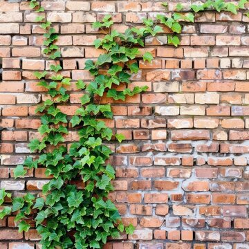 Green ivy climbing an old brick wall growth and history intertwined