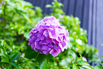 紫陽花 梅雨イメージ