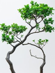 Eternal Grace: A Lush Bonsai Tree's Dance of Life