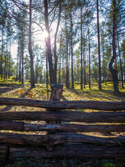 Wooden fence in a back lit forest during sunny day.