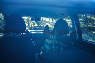 A dog sitting in a locked car in a parking lot and looking through the rear window.