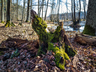 Tree stump covred with moss in the swamp in Kampinos National Park, Poland.