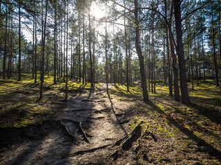 Back lit footpath in a forest during sunny day.