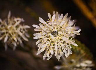 Cederberg Wildflowers 12772