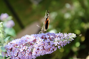 Ein Admiralfalter auf einem Flieder
