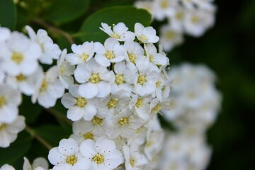 Nahaufnahme der weißen Blüten eines Gamander-Spierstrauchs
