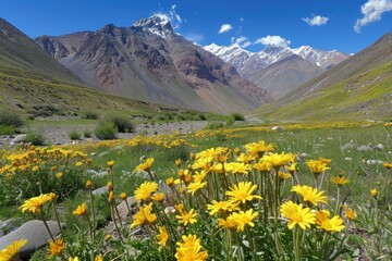 Fototapeta na wymiar High altitude mountain landscape with wildflowers blooming in the foreground offering a stunning contrast against the rugged peaks and clear blue sky