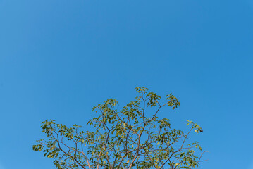 branches against sky