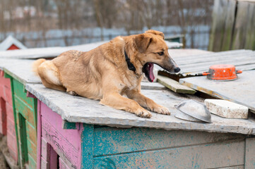 Dog in animal shelter outdoor. Cute puppies in a cage at an animal shelter