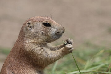 Cynomys ludovicianus, a diurnal rodent, eats grass in the zoo