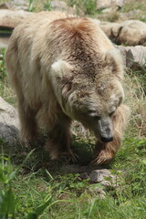 Ursus arctos, close-up of a bear's head