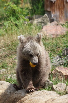 Ursus arctos, bear cub, close-up of a bear's head