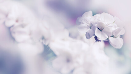 background flower Geranium. Garden flowers. A bouquet of White flowers blur. Full frame, Digital painting. Geranium white