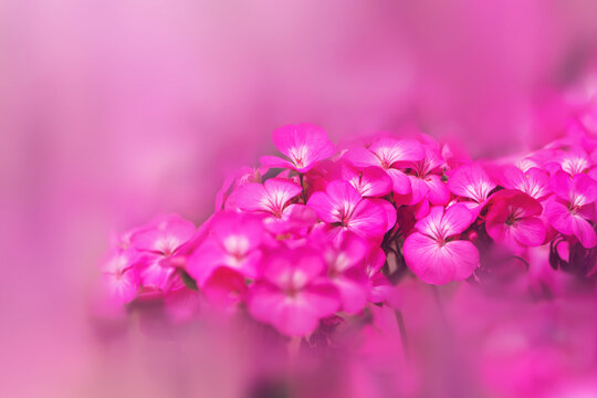 background Flower Geranium. Garden flowers. A bouquet of pink flowers blur. Full frame, Digital painting. Geranium pink