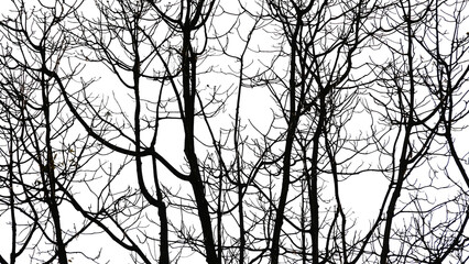 silhouette of a tree png. branches of a tree