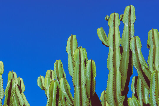 background nature. Cactus Cereus peruvianus. Blue sky background