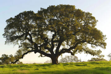 Fototapeta premium tree in field