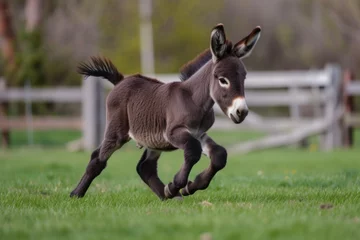 Fotobehang  young donkey playfully running in a green open space  © Denis