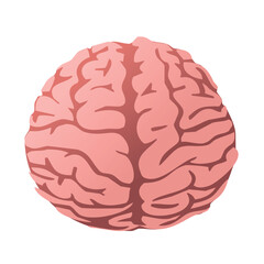 Illustration of the human brain