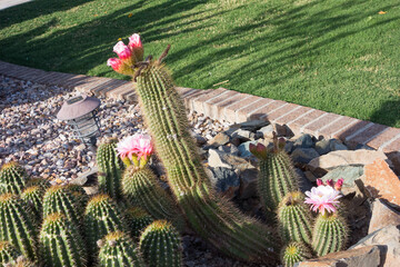 Arizona mixed street landscaping with patches of green grass and native desert cacti