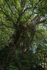 高知県土佐清水市　松尾のアコウ