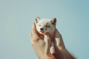 Gentle hands cradling a sleeping arctic fox, a tender moment of human-animal trust and care