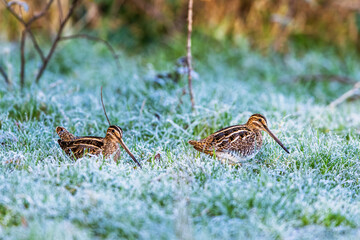 Common Snipe, Gallinago gallinago - feeding birds on frost marshes