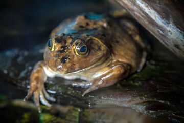 american bullfrog in the wild nature big yellow brown amphibian pond frog