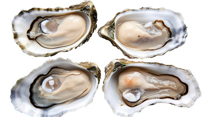 Oysters, Perfect for Healthy Meals | Top View Shellfish Cuisine with Transparent Background for Culinary Art